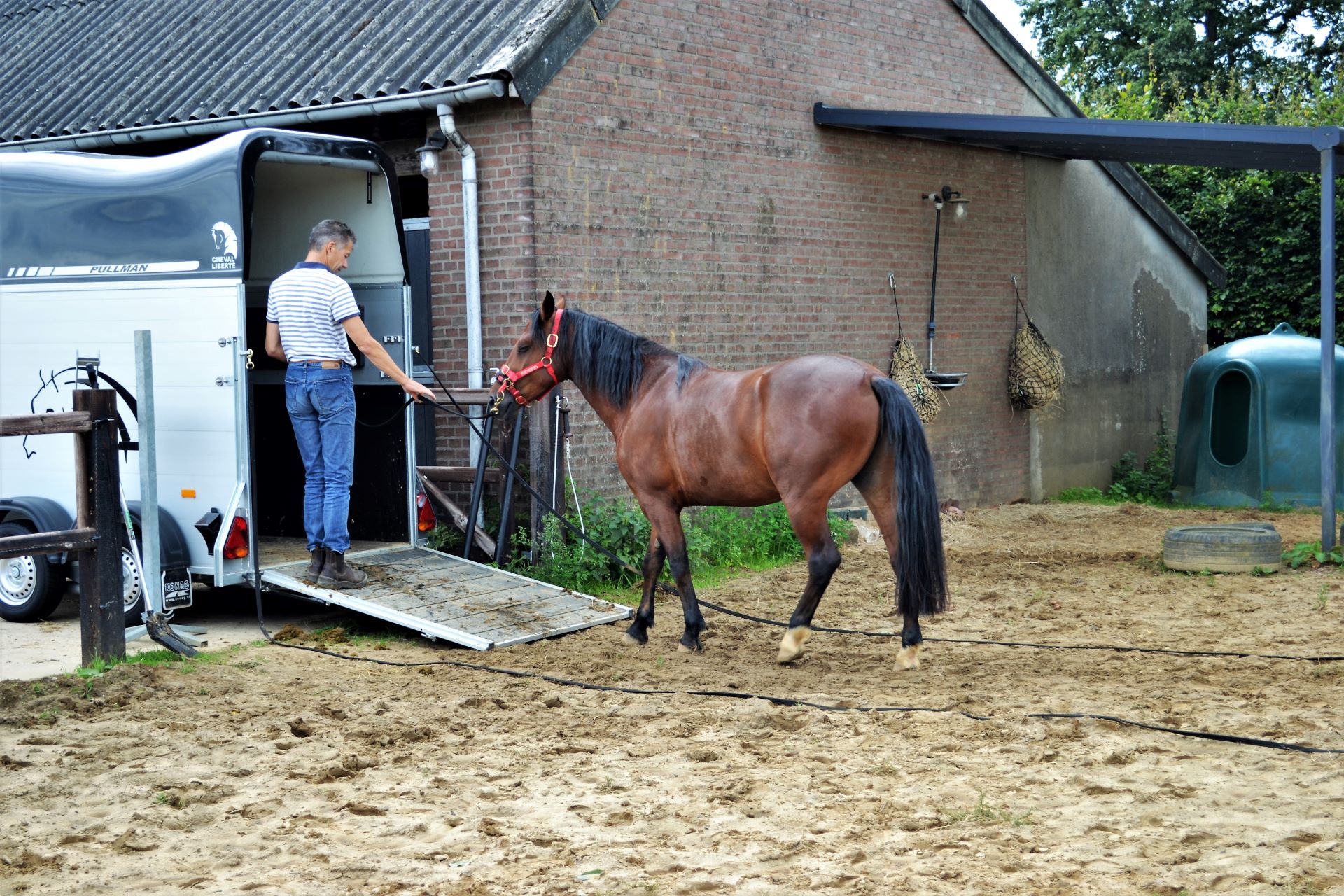 Ernst van Kampenhout leert een jong paard in en uit een trailer te lopen