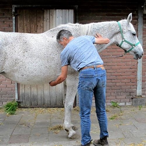 Ernst van Kampenhout poetst een paard op een gevoelige plek. Foto gemaakt ter voorbereiding van de Clinic Cavalle Manuel op de manege Meiden van Haarman